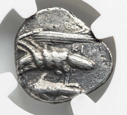 Sinope paphlagonia ninfa - sinope,